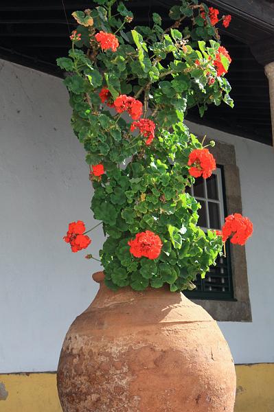 353-Obidos,29 agosto 2012.JPG